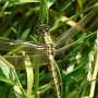 black-tailed skimmer female